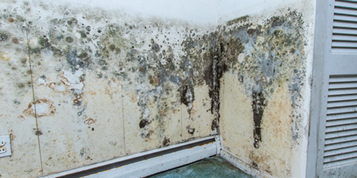 What is Mold What is Mold
